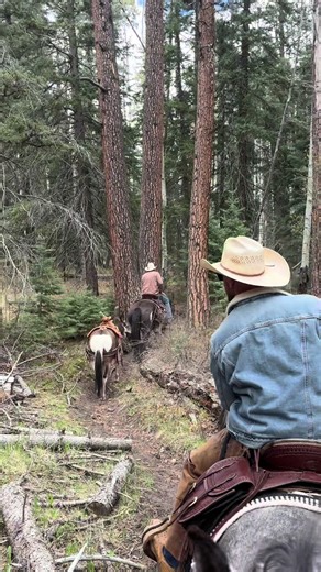 Cutting it close between the trees! #colorado #elkheartoutfitters #trailride #pagosasprings #packmule