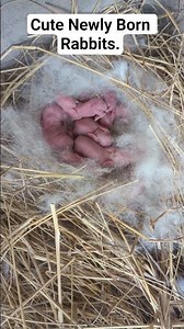 Cute newly born baby rabbits. Rabbit kits.#rabbitfarming #africa #rabbitry