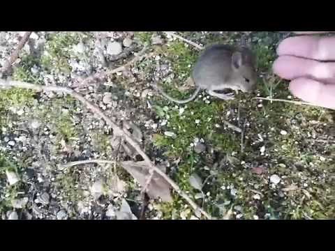 Le mulot apprivoisé