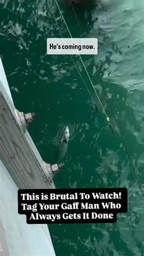 Fishing Piers | Another Day Another Lesson For Why To Appreciate The Pier Gaff Man or Women! When that fish is finally ready to come up it can feel like... | Instagram