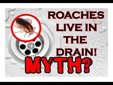 COCKROACHES LIVE IN THE DRAIN - Myth May - Ep. 23