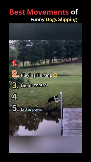 Funniest Dogs Slipping 😂🐶 | Ultimate Dog Fails #shorts #funnydogs #dogfails