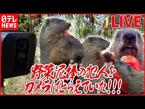 【どうぶつ】マーモットは野菜泥棒⁉/ 高速道路を走る“ダチョウ”/ジンベイザメのお引越し/お風呂大好きのワンちゃん など 動物ニュースまとめ（日テレNEWS LIVE）
