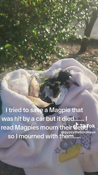 Magpie Mourning Rituals: A Touching Bird Encounter