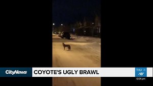 12K views · 30 reactions | Call it a Canadian safari. Five coyotes brawling on urban city streets, and it was all caught on camera. Courtney Theriault reports. | CityNews Edmonton | Facebook