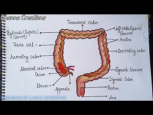 Large Intestine drawing | How to draw a diagram of the large intestine | diagram of large intestine
