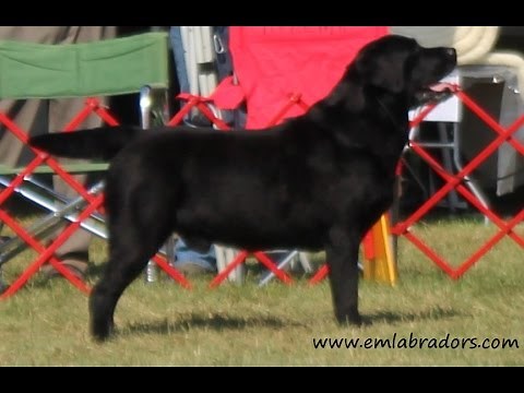 How to Find a Good Breeder?