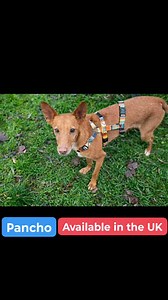 Pancho - Fostered in the UK Pancho is a small podenco andaluz, 8 years old, a very sweet natured boy, affectionate and gentle. He can live with other dogs or on his own. He’s an easy boy, well behaved and just loves company, he can also be left on his own a few hours if required. Do you have a small space on your sofa for this lovely boy? 😍 Contact: sospodencorescue@gmail.com | SOS Podenco Rescue