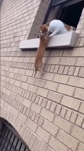 Kitten falls from 3rd floor, mom catches it mid-air 😭🙏