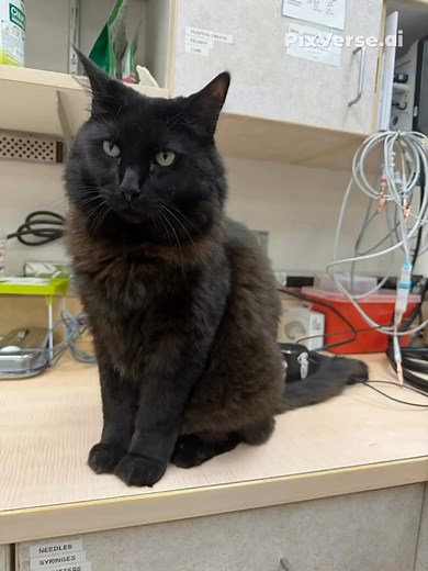 King Henry Diamonds | Isabella Queen