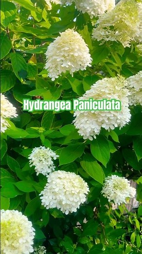 Hydrangea Paniculata – Stunning Summer to Fall Blooms! #gardening