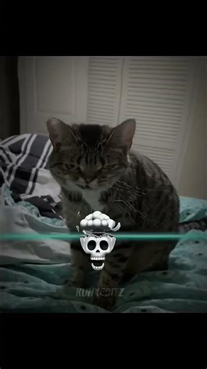 Cats time warp scan..💀🗿#cat #trollfaceedit#tutorial #filter