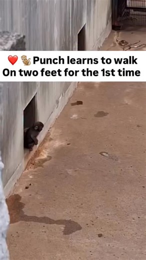 Big milestone for Punch 🐒✨ For the first time, he balanced himself and took confident steps on two feet a sweet sign of his growing strength and independence. This young Japanese macaque first stole hearts after being abandoned at birth, finding comfort in his beloved orangutan plushie. | Allison Miller