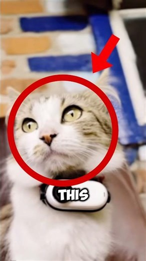 This Cat’s GoPro Captured Something You Won’t Believe😳