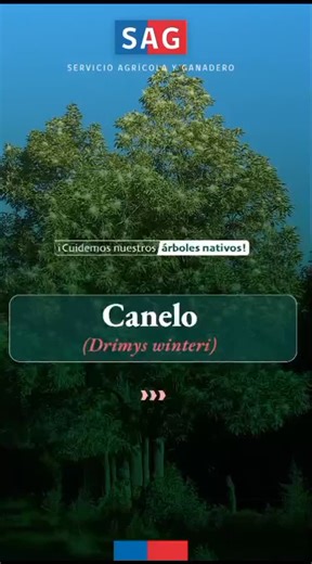🌿 Conoce al canelo, árbol nativo de Chile, sagrado para el pueblo mapuche y símbolo de paz. Su aroma, hojas perennes y corteza medicinal lo hacen único en nuestros bosques. #ProtejamosNuestrosÁrbolesNativos Más información en 👉🏼 www.sag.cl/sageduca | Servicio Agrícola y Ganadero, SAG