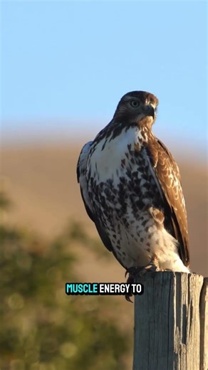 Hawks Kill Their Prey Using Powerful Feet Not Beaks #animalfacts #wildlifefacts