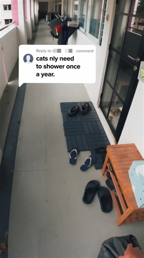 Yukiyo on Instagram: "Some people say cats do not need baths. Here is the professional truth. Cats groom fur. They do not clean skin. Licking removes loose hair. It does not remove oil buildup, allergens, or deep dirt. . Why bathing matters. • Removes excess oil on the belly and tail • Reduces dander that triggers allergies • Prevents matting at the skin level • Supports skin health in senior and indoor cats • Keeps coats breathable and comfortable . How often depends on the cat. • Short-haired 