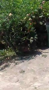 372K views · 3.3K reactions | HGP NIGHTLY NEWS- FROM THE POLICE......