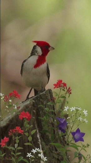 Relaxing Bird Chirping and Tranquil Nature Vibes #bird chirping #nature sounds #birds #chirpfacts