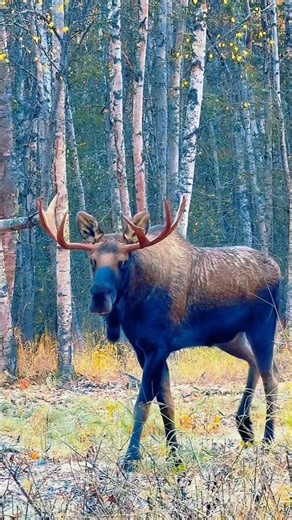 Big Beautiful Bull Moose 🫎 - Morning Drive By - Campbell Airstrip Rd - Anchorage AK