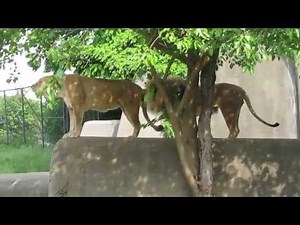 Roaring lion and lioness at Louisville Zoo