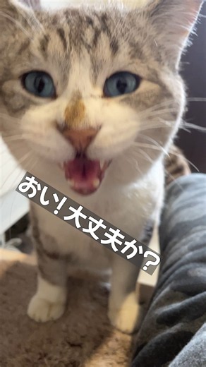 家に入り浸るノラ猫の可愛すぎる日常 #猫 #ノラ猫 #癒し