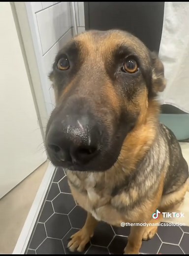 Understanding German Shepherds: Care and Training Tips