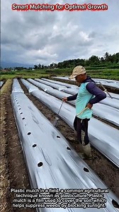 Smart Mulching for Optimal Growth