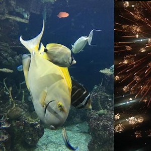 Four Tet、⣎⡇ꉺლ༽இ•̛)ྀ◞ ༎ຶ ༽ৣৢ؞ৢ؞ؖ ꉺლ 名義の新作EPをリリース！ | indienative