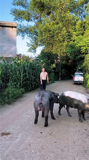 Pig discovers the joy of the hidden forest 33