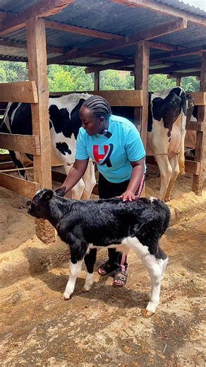 Get a Free Calf with Your High-Yield Dairy Purchase