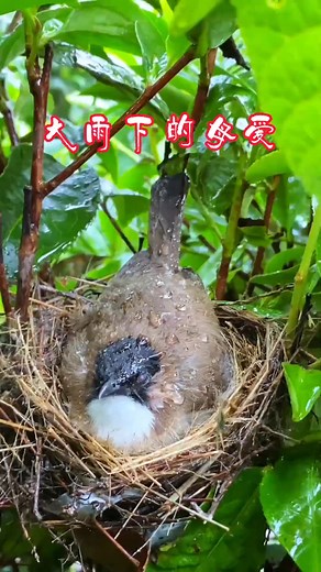 1.4K views · 18 reactions | Beautiful wild bird care baby birds hatching footage ✨ #birdfeeding #cuteanimals #motherbird #wildlife #nestlings | Dailyn Ahly | Facebook