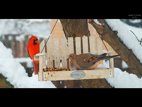 Ohio Backyard Birds & Songs