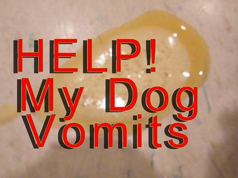 My Dog Vomits - Throws Up - In The Morning help!