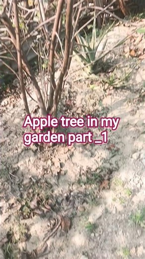 my garden with apple tree#nature