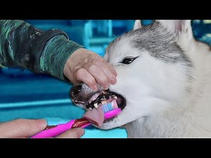 My Dog's Dental Care Routine | Brushing My Dogs Teeth