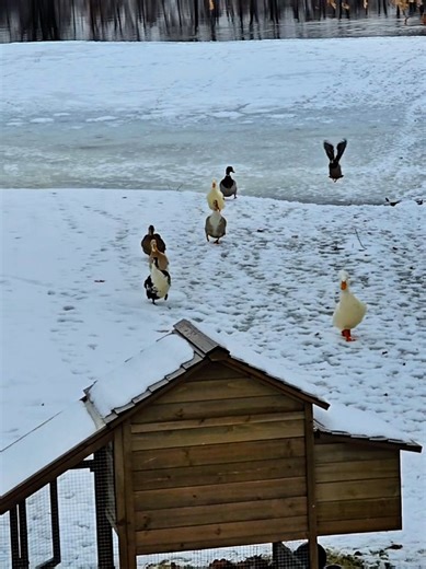 Today’s duck feeding was a little different than usual. I had to catch and cage the remaining eight ducks so I could treat them for poultry mites, and I was outside doing my best to collect everyone when chaos broke loose. My 4-year-old accidentally let our 12-week-old puppies out, and they immediately chased off the last two ducks I still needed to catch. Between ducks, puppies, and kids… the farm life madness continues. Make sure you tune in for the next video to see how this all turns out. #F