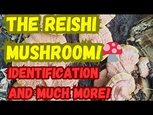 The Reishi Mushroom! Identification and Much More!🍄
