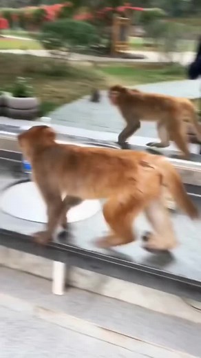 who are you Monkey 🐵 #funnyvideos #funnyreels #funnydog #funny #funnycat #funnypost #monkey #animal #animals Funny animal videos / Funny cats / Funny dogs / Funny animals ⚠️ All copyrights belong to their legal owners! If you are the author of a fragment from the issue and its distribution infringes upon your copyright, please contact me. We will remove the clip, video or come to an agreement. Thank you! 🙏