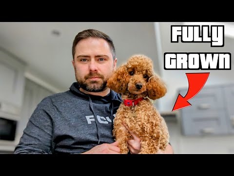 Meet the NEW Boss of Toy Poodles!