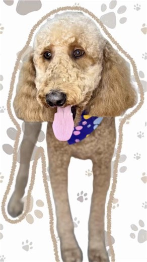#Groomly #LabradoodleGrooming #DoodleGrooming #AustinDogGroomer #TexasGroomer