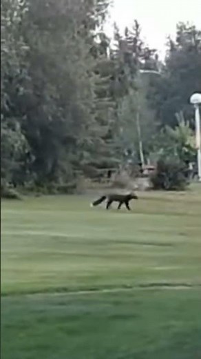 Rare Black fox in public