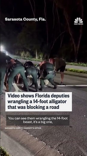 Florida deputies wrangle 14-foot alligator
