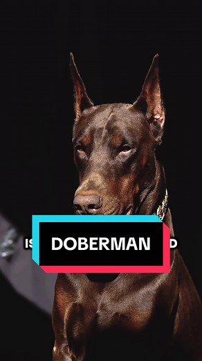 Doberman: Die vielseitigen Begleiter für dein Leben