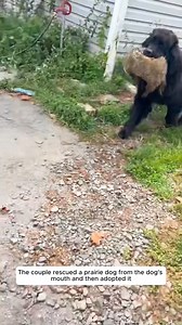 2M views · 97K reactions | The couple rescued a prairie dog from the dog's mouth and then adopted it. #prairiedog #prairie #dogrescue | Clips-Hub | Facebook