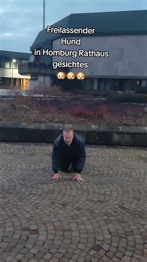 Freilassender Hund in Homburg Rathaus gesichtet