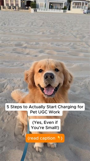 📖 5 Steps to ACTUALLY Start Charging for Pet UGC Work (Yes — even if you’re small!) 💛🐾 Here’s your beginner roadmap 👇 • #1: Understand your value. Pet UGC = content of your dog using a brand’s product — and the brand posts it, not you. Brands pay for authenticity, clean footage, and results… not follower count. • #2: Start small. Begin with free samples or simple portfolio projects. Focus on usage rights and creating content that’s easy for brands to reuse. • #3: Build your portfolio / media