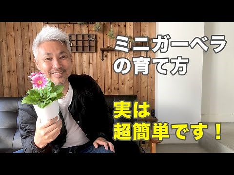 ガーベラの育て方 実は超簡単で初心者向けです！ 植え付け場所と冬越し