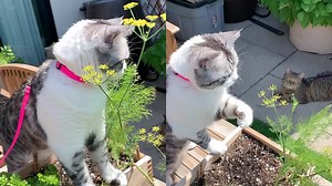 'Fly-swattin' kitty proves that cats do help around the house '