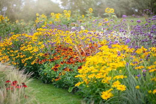 Gardeners, These Low-Maintenance Perennial Flowers Bloom Every Season